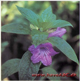 Dipteracanthus macrantha syn. Ruellia