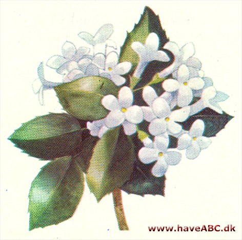 Djævletræ - Osmanthus Djævletræ - Osmanthus