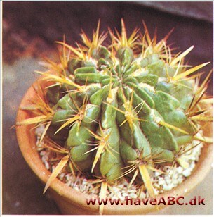 Djævletunge - Ferocactus latispinus