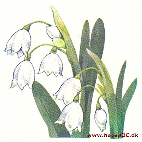 Dorotealilje - Leucojum vernum Dorotealilje - Leucojum vernum