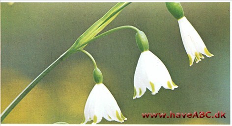 Dorothealilje (hvidblomme) - Leucojum vernum †