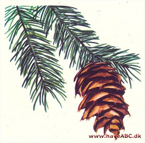 Douglasgran - Pseudotsuga menziesii Douglasgran - Pseudotsuga menziesii