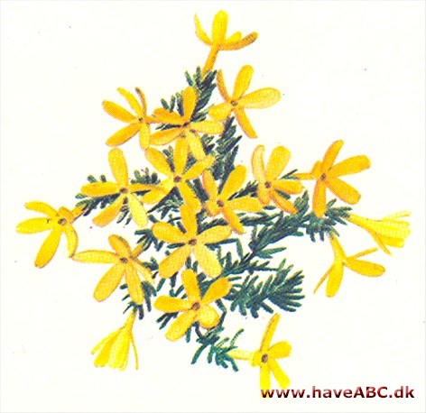 Douglasia - Douglasia vitaliana Douglasia - Douglasia vitaliana