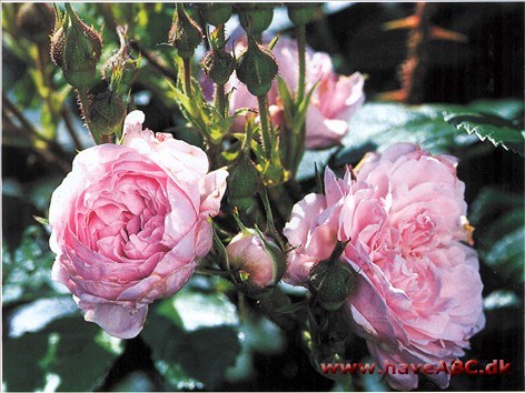 Vi ved ikke, hvor rosen kommer fra, eller hvad det er for en krydsning. Muligvis har den tysk oprindelse. 