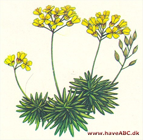 Draba - Draba