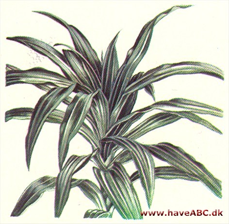 Dracæna - Dracaena Dracæna - Dracaena