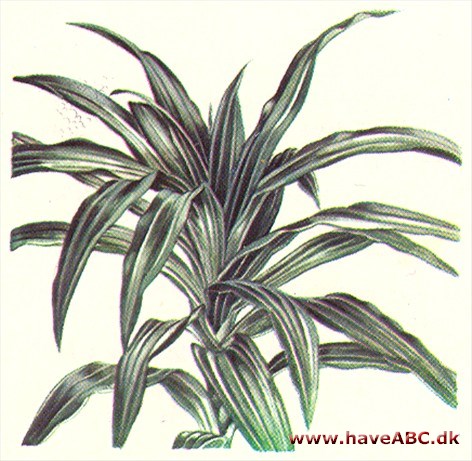 Dracæna - Dracaena