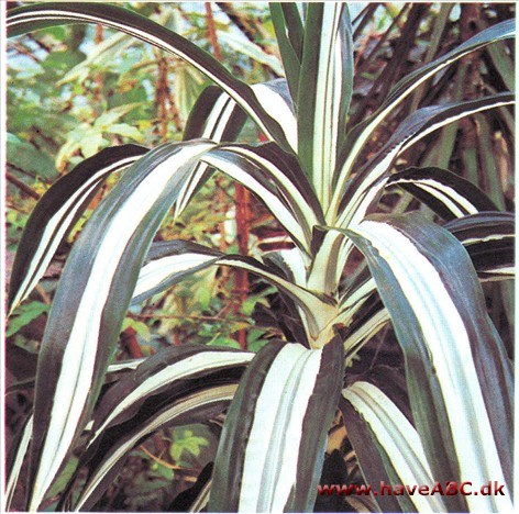 Drageblodstræ - Dracaena deremensis Drageblodstræ - Dracaena deremensis