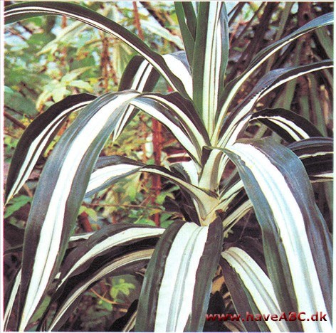 Drageblodstræ - Dracaena deremensis