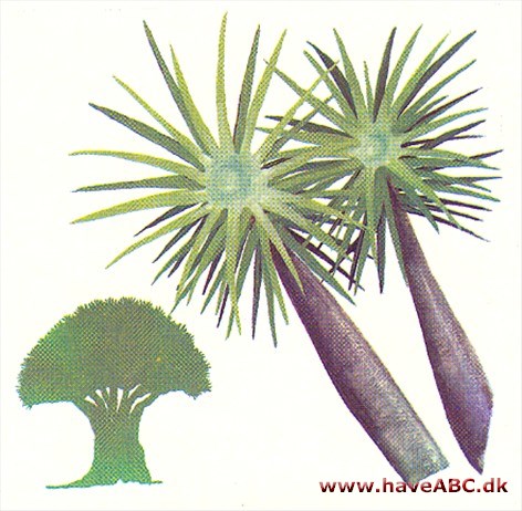 Drageblods­træ - Dracaena draco