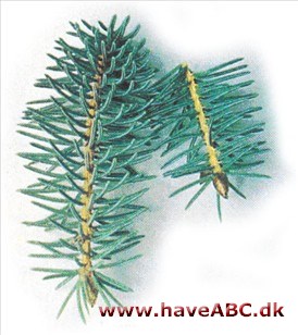 Dragegran - Picea asperata