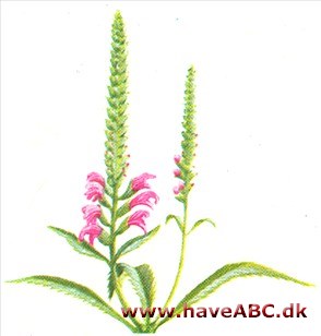 Drejeblomst - Physostegia virgipiana Drejeblomst - Physostegia virgipiana