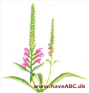 Drejeblomst - Physostegia virgipiana