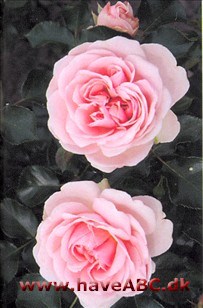 Blomsterne er sart pink med et anstrøg af elfenben, fyld­te, mellemstore og firdelte. De har en anelse duft og udvikles i Se mere her ...