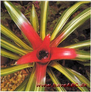 Dronningens Rubin - Neoregelia carolinae