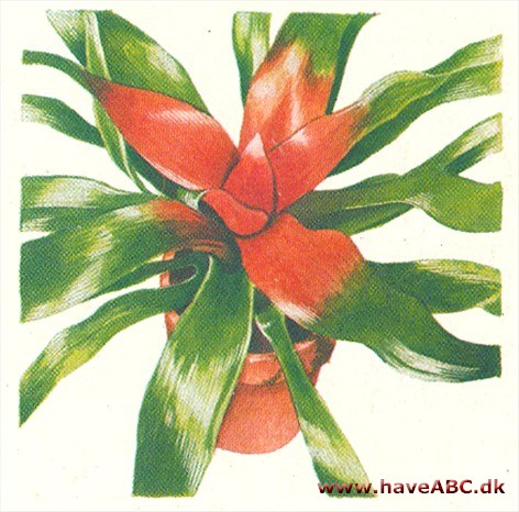 Dronningens rubinsmykke - Neoregelia Dronningens rubinsmykke - Neoregelia