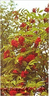Druehyld - Sambucus racemosa † Druehyld - Sambucus racemosa †