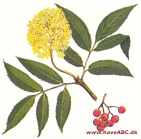 Druehyld - Sambucus racemosa