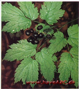 Druemunke - Actaea spicata † Druemunke - Actaea spicata †