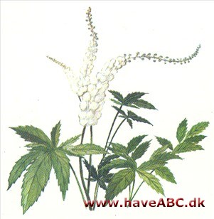 Druemunke - Actaea Druemunke - Actaea
