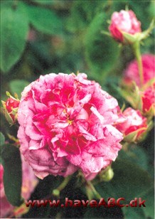 Du Maitre d'École Gallica-roser er mindre, spinkle, men særdeles hårdføre buske med mange og små torne. Blomsterne har som regel kraftige farver og remonterer ikke. Sommerblomstrende. Se mere her...