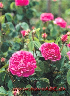 Duc de Guiche Gallica-roser er mindre, spinkle, men særdeles hårdføre buske med mange og små torne. Blomsterne har som regel kraftige farver og remonterer ikke. Sommerblomstrende. Se mere her...