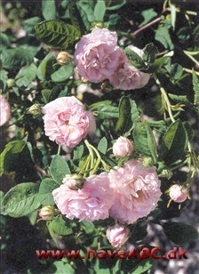 Duchesse de Montebello Gallica-roser er mindre, spinkle, men særdeles hårdføre buske med mange og små torne. Blomsterne har som regel kraftige farver og remonterer ikke. Sommerblomstrende. Se mere her...