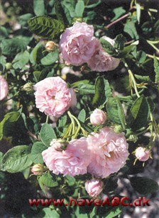 Gallica-roser er mindre, spinkle, men særdeles hårdføre buske med mange og små torne. Blomsterne har som regel kraftige farver og remonterer ikke. Sommerblomstrende. Se mere her...