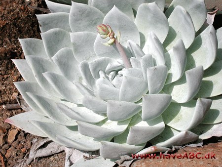 Dudleya Dudleya