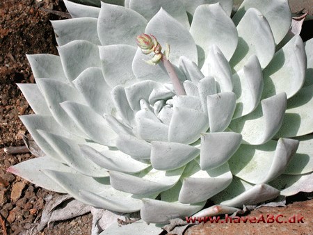 Dudleya