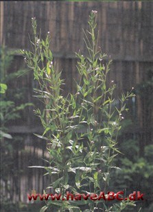 Dueurt - Epilobium ciliatum Dueurt - Epilobium ciliatum