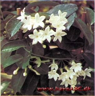 Duftranke - Stephanotis floribunda 2