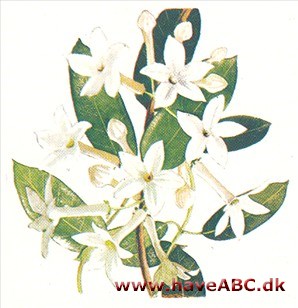 Duftranke - Stephanotis floribunda