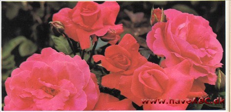Duke of Windsor - Herzog von Windsor Duke of Windsor - Herzog von Windsor