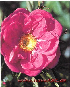 Dukkerose - Rosa nitida Vildtvoksende i Nordamerika, hvorfra den kom til Europa i begyndelsen af 1800-tallet. Charmerende buskrose, som udmærket kunne erstatte en del potentiller i kommunal parkbeplantning.