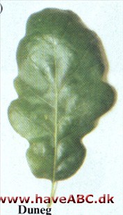Dun eg - Quercus pubescens