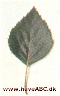 Dunbirk - Betula pubescens