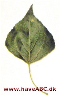Dunet sortpoppel - Populus nigra var. betulifolia