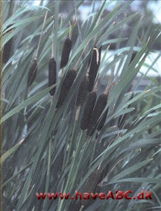 Dunhammer, bredbladet - Typha latifolia Ses tidligt til sent på sommeren. Bølleagtig vandplante. Mange af vores indfødte vandplanter ser ud til at trives ganske fint i store damme og søer, men ...
