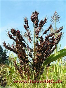 Durra - Sorghum bicolor Durra - Sorghum bicolor
