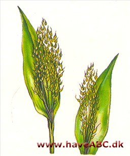 Durra - Sorghum