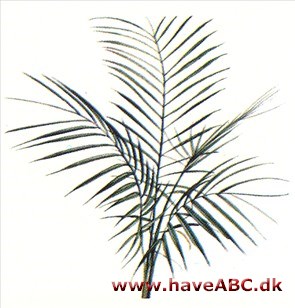 Dværgkokos­palme - Microcoelum weddelianum