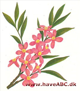 Dværgmandel - Prunus tenella