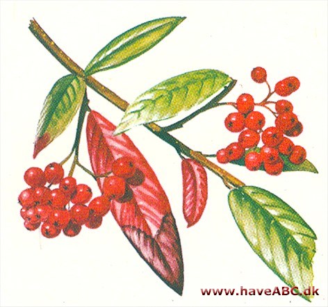 Dværgmispel - Cotoneaster 2 Dværgmispel - Cotoneaster 2