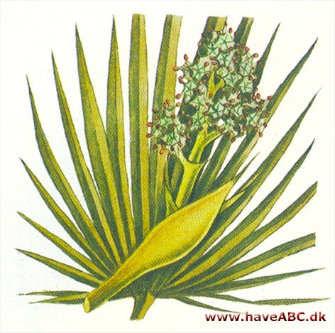 Dværgpalme - Chamaerops humilis Dværgpalme - Chamaerops humilis