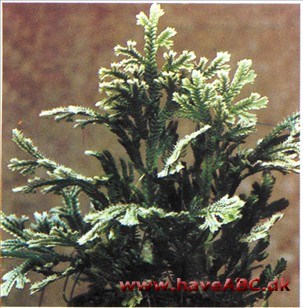 Dværgulvefod - Selaginella involvens (syn. caulescens)
