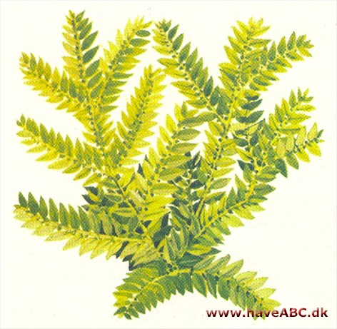 Dværgulvefod - Selaginella Dværgulvefod - Selaginella