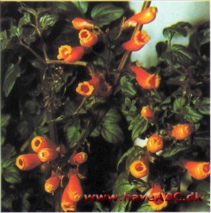 Eccremocarpus scaber Eccremocarpus scaber