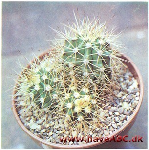 Echinocereus rosei