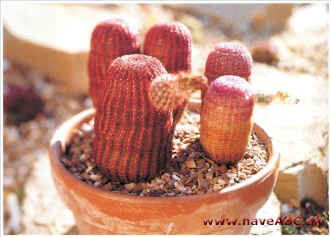 Echinocereus var. rubrispinus